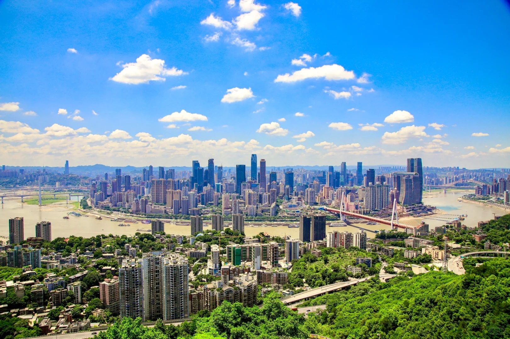 南山一棵樹